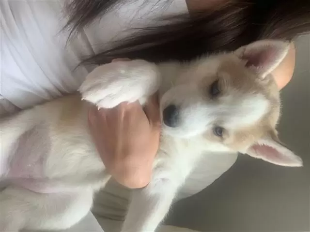 $550 : HUSKY PUPPYS ALL BLUE EYES image 1