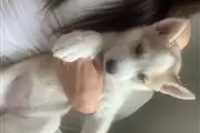 HUSKY PUPPYS ALL BLUE EYES en London