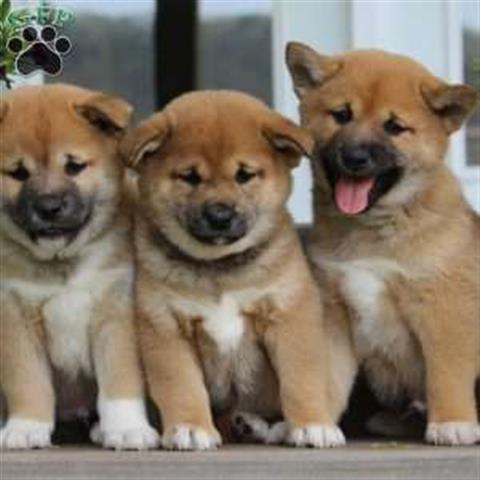 $550 : Shiba Inu Puppies Available image 1