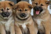 Shiba Inu Puppies Available