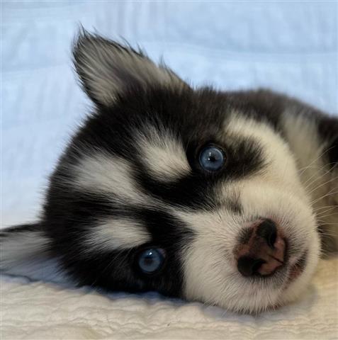 $350 : Husky siberiano a la venta image 1