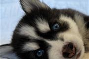 Husky siberiano a la venta en Silver Spring