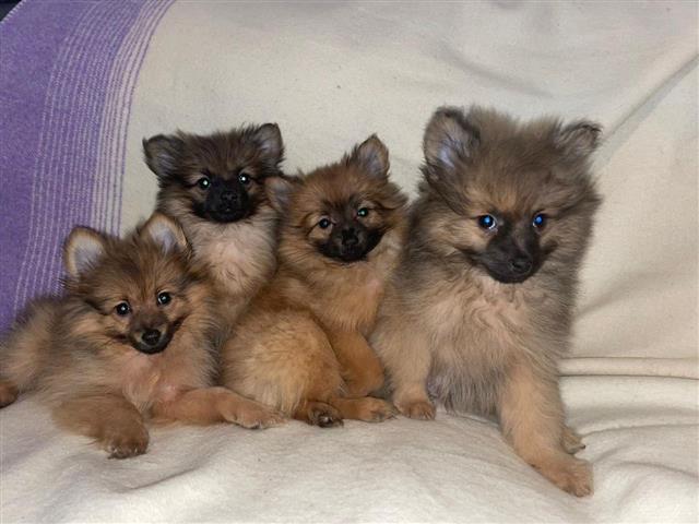 $400 : Cachorros Pomerania para Adopt image 1