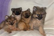 $400 : Cachorros Pomerania para Adopt thumbnail