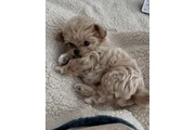 $350 : Cachorro Maltipoo thumbnail