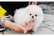 Pomeranian puppies for sale en Los Angeles