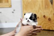 $375 : Cachorros De Pomerania thumbnail