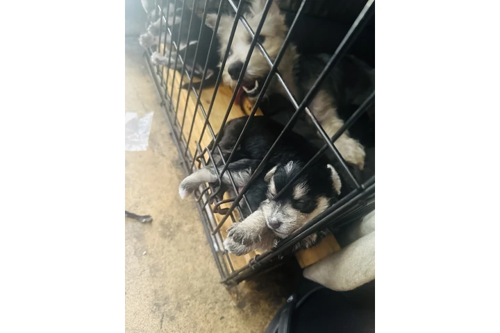 $250 : Cute puppies for sale …. image 3