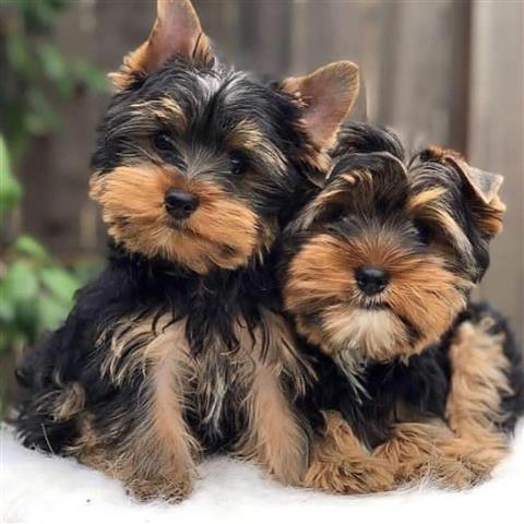 $250 : Teacup Yorkie Puppies image 2