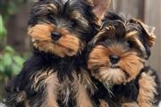 $250 : Teacup Yorkie Puppies thumbnail