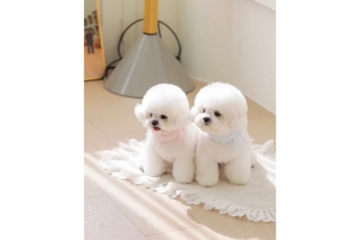 $700 : Bichon frise image 1