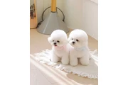Bichon frise en Denver