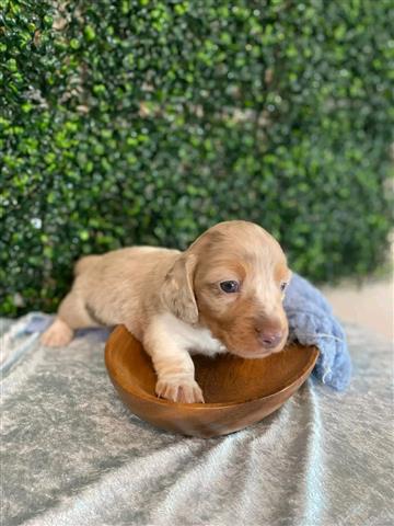 $600 : Adorables cachorros de Dachshu image 3