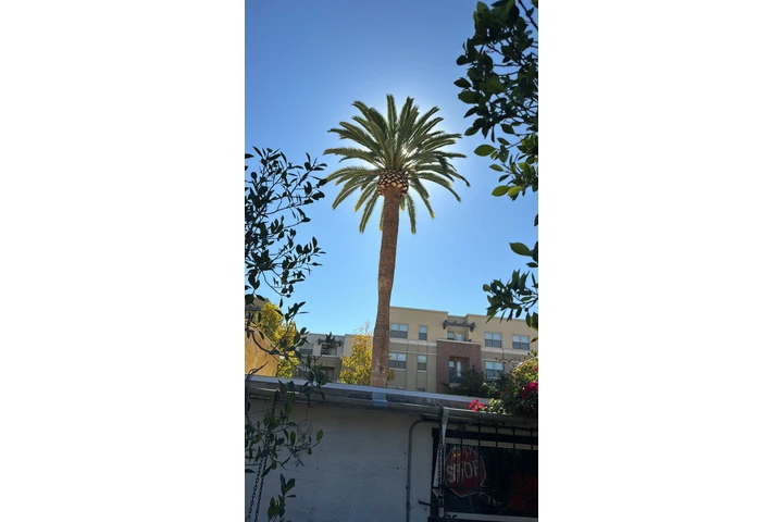 Trees cervise image 7