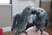 African Grey Parrots For Sale en New York