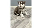 $800 : Husky thumbnail