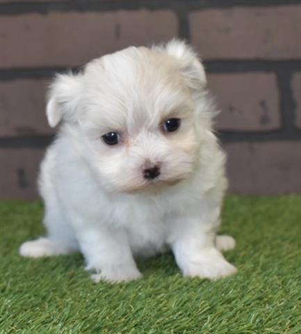 $350 : Cute Maltese puppies for sale image 1