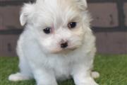 Cute Maltese puppies for sale en Dallas