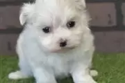 Cute Maltese puppies for sale en Dallas