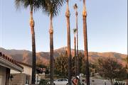 Ayala's Tree Services en San Bernardino