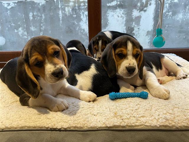 $500 : cachorros Beagles image 3
