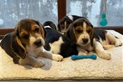 $500 : cachorros Beagles thumbnail