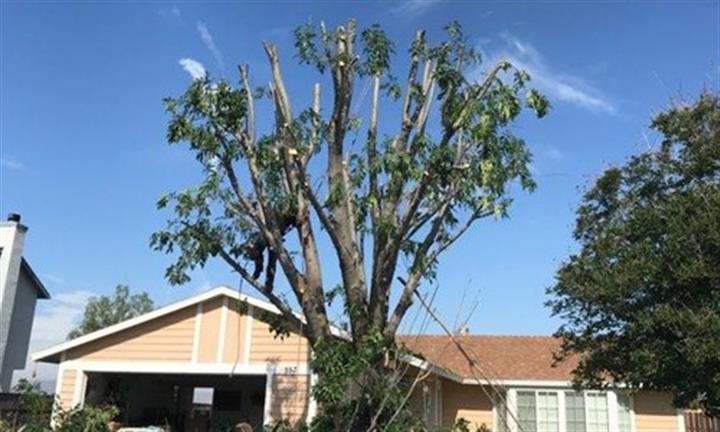 Sanchez Tree Service image 2