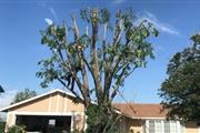 Sanchez Tree Service thumbnail 2