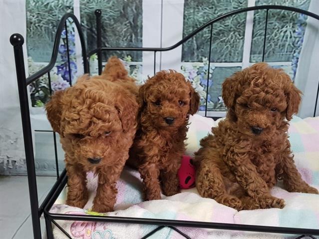 $475 : Poodle puppies available now. image 1