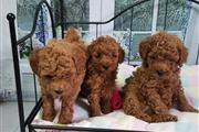 Poodle puppies available now. en Anchorage