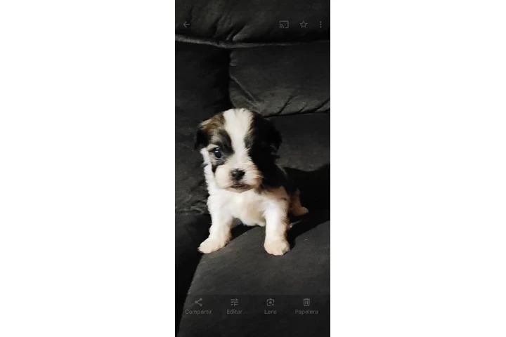 $550 : Puppies image 3