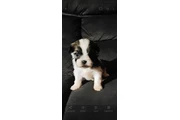 $550 : Puppies thumbnail