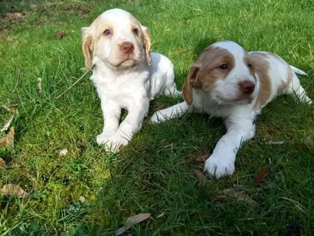 $600 : cachorros cocker spaniel image 1