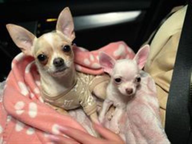 $200 : Lovely chihuahua puppies image 1