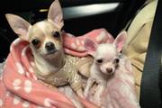 Lovely chihuahua puppies en Madison