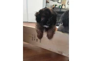 $1700 : Cava-tzu puppies 3 puppies lef thumbnail