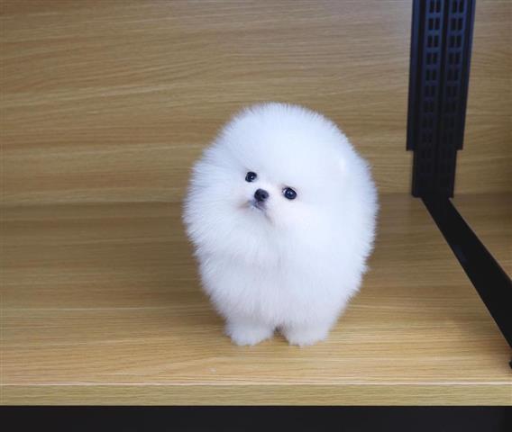 $310 : White Pomeranian Puppy Ready image 3