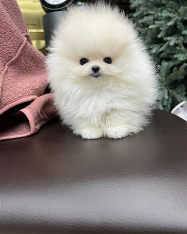 $300 : Adorable pomeranian image 3