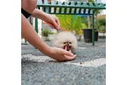 Pomerania en Houston