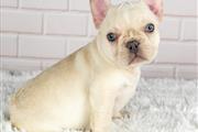 $400 : Pomeranian and French bulldog thumbnail