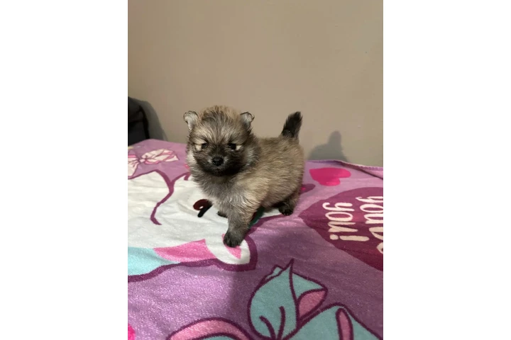 🐶 PERRITOS EN VENTA 🐶 image 4