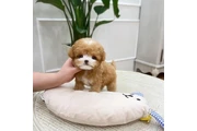 Teacup Poodle puppy for sale en Dallas