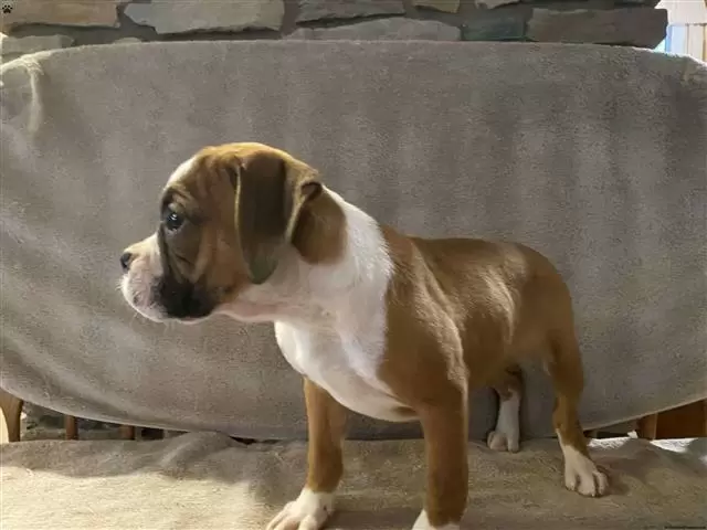 $280 : Kc boxer puppies image 1