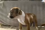 Kc boxer puppies en Tulare