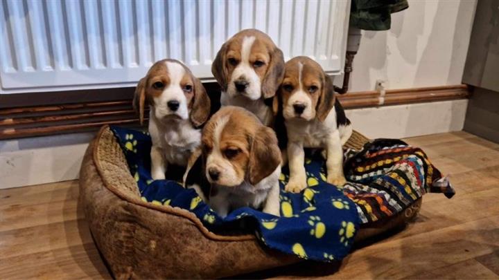 $400 : Beagle Puppy Available image 2