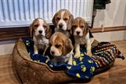 $400 : Beagle Puppy Available thumbnail