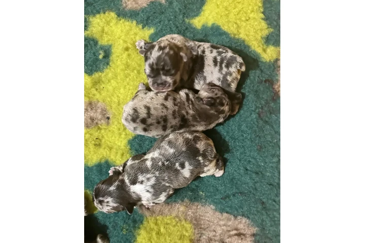 $350 : Cachorros Bulldog Francés image 2