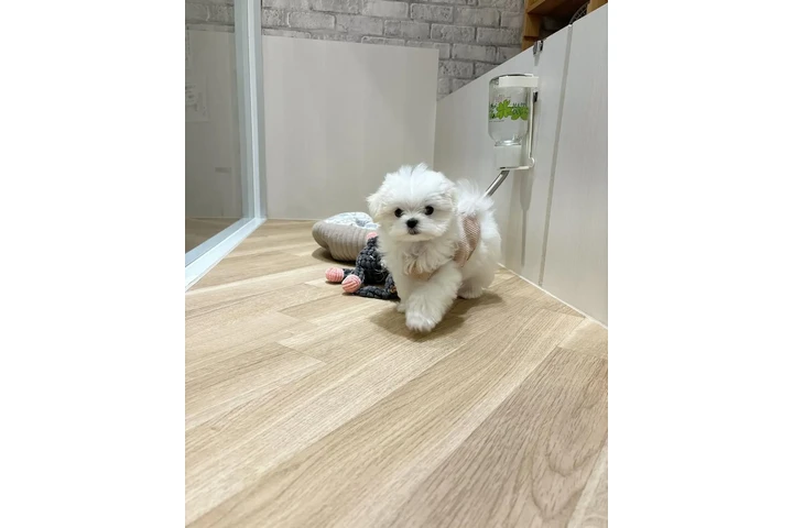 $350 : cachorros malteses image 1