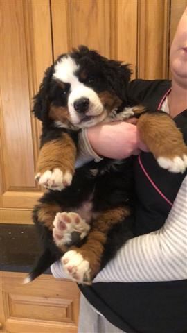 $450 : Sweet Bernese Mountain puppy image 1