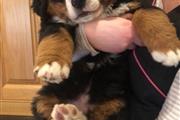 Sweet Bernese Mountain puppy